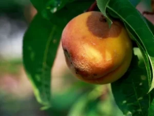 A peach with brown spots hanging on a peach tree branch