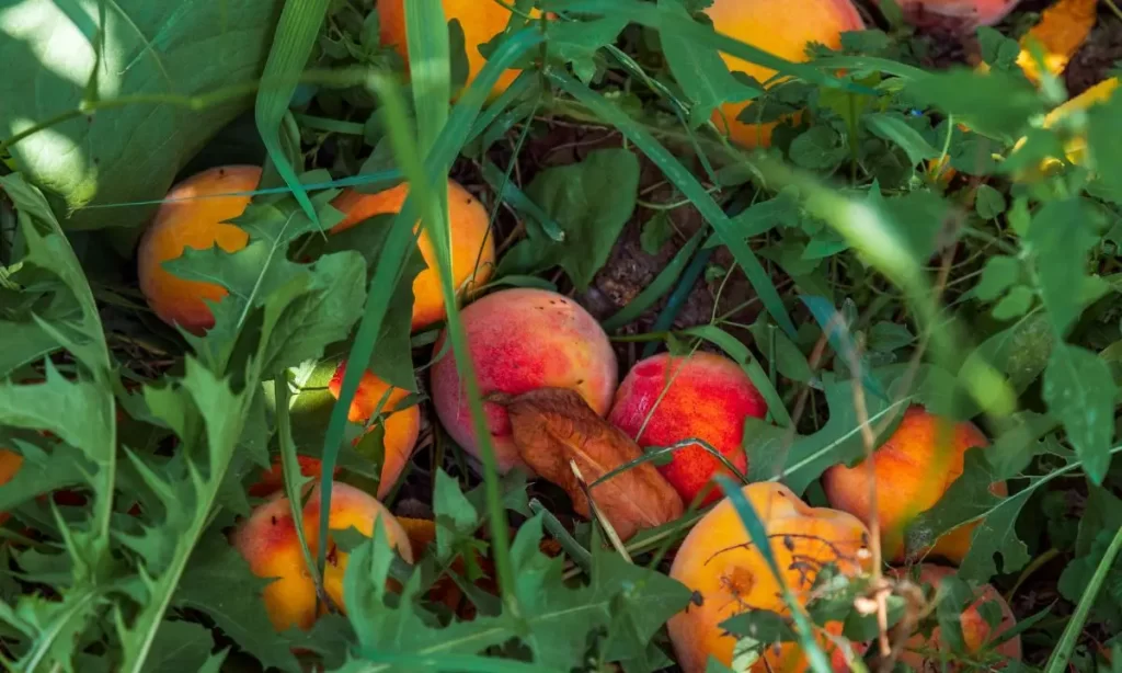 a cluster of peaches lying in the grass in varying stages of ripeness. Some have brown spots on them.