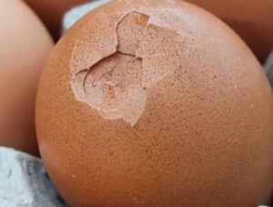 cracked egg in carton